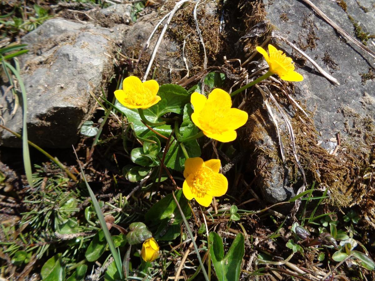 Berggasthof Sonne Allgaeu Sonthofen Esterno foto